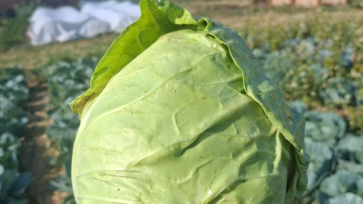 Spicy Jalapeño Cabbage Slaw&nbsp;