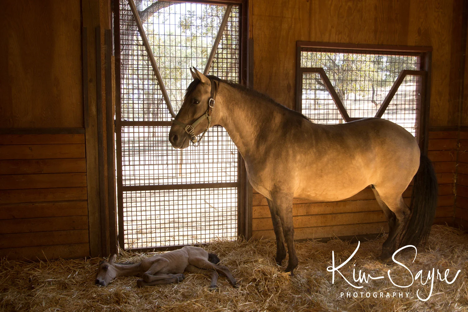 (c)2017-KimSayre-AN-Rancho-Toledano-Colt-001.jpg