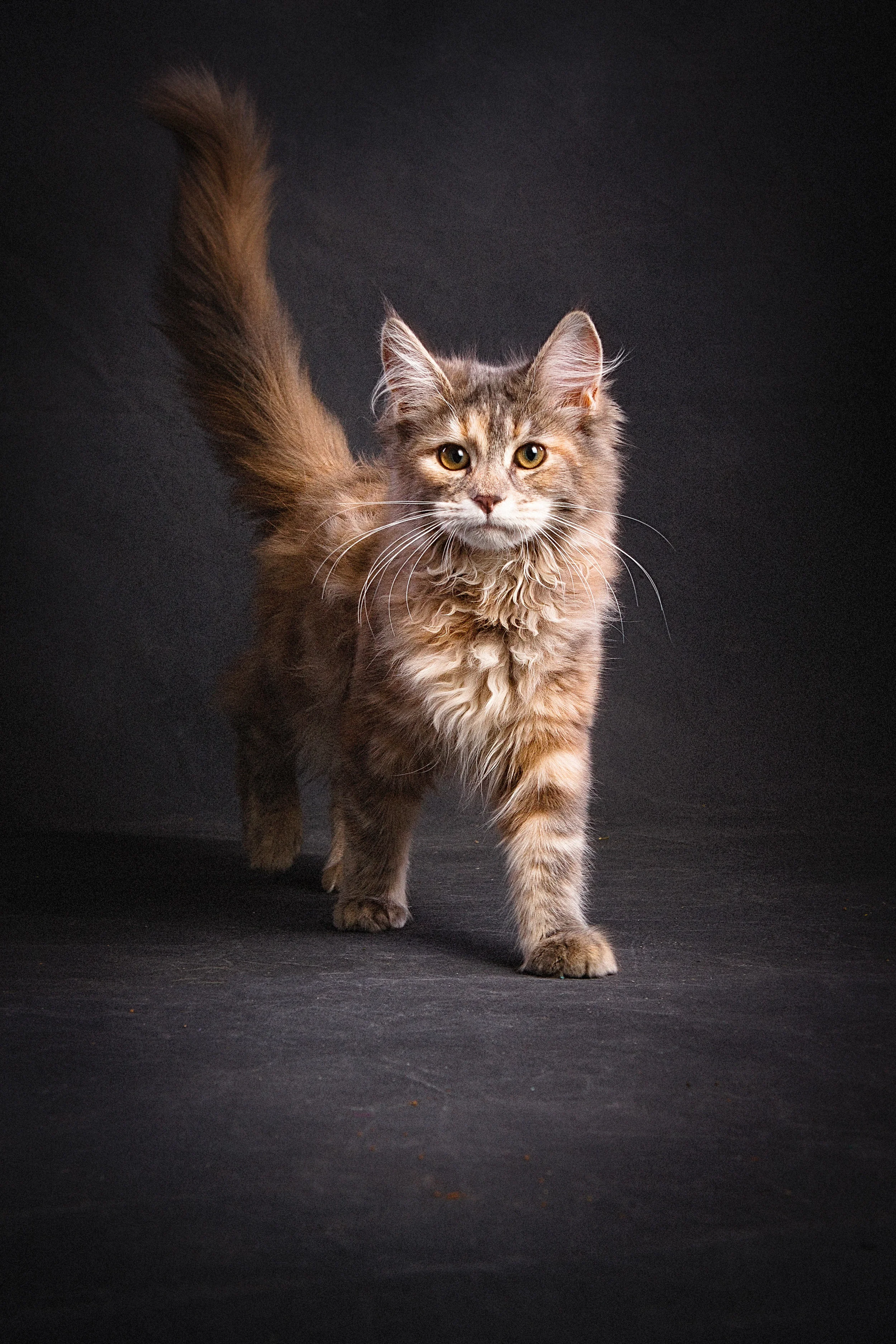 (c)2018-Kim-Sayre-PP-Polly-01.jpg