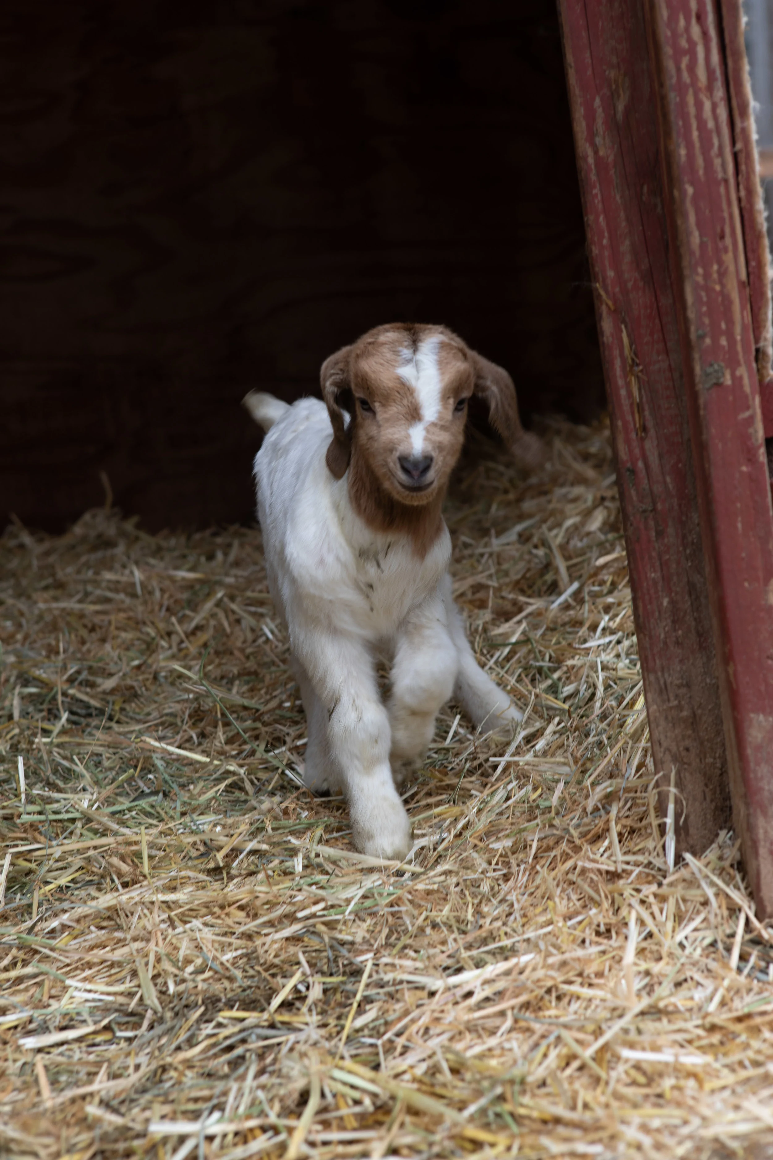 (c)2019-Kim-Sayre-2Y-Aria-001.jpg