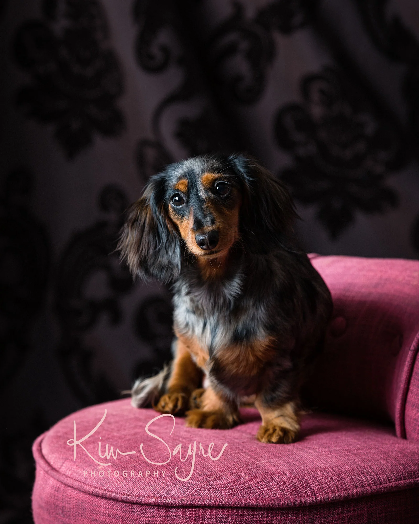 (c)2018-KimSayre-AP-Olive-feb-01.jpg