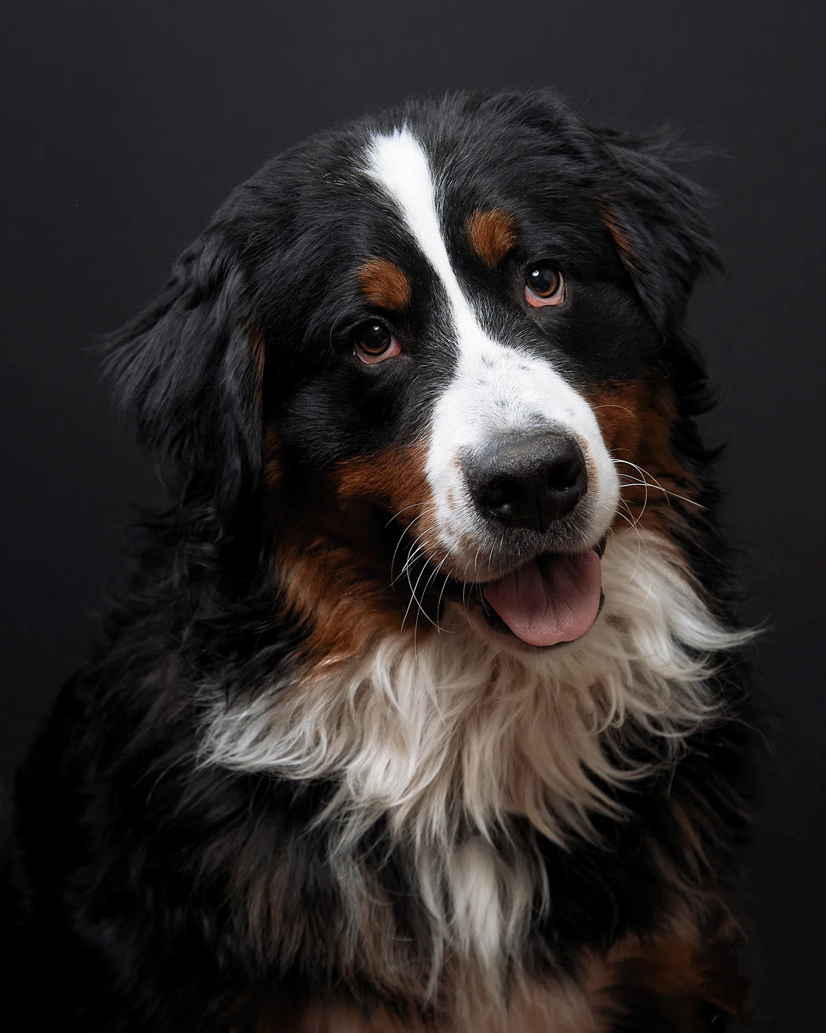 (c)2018-Kim-Sayre-Rufus-01.jpg
