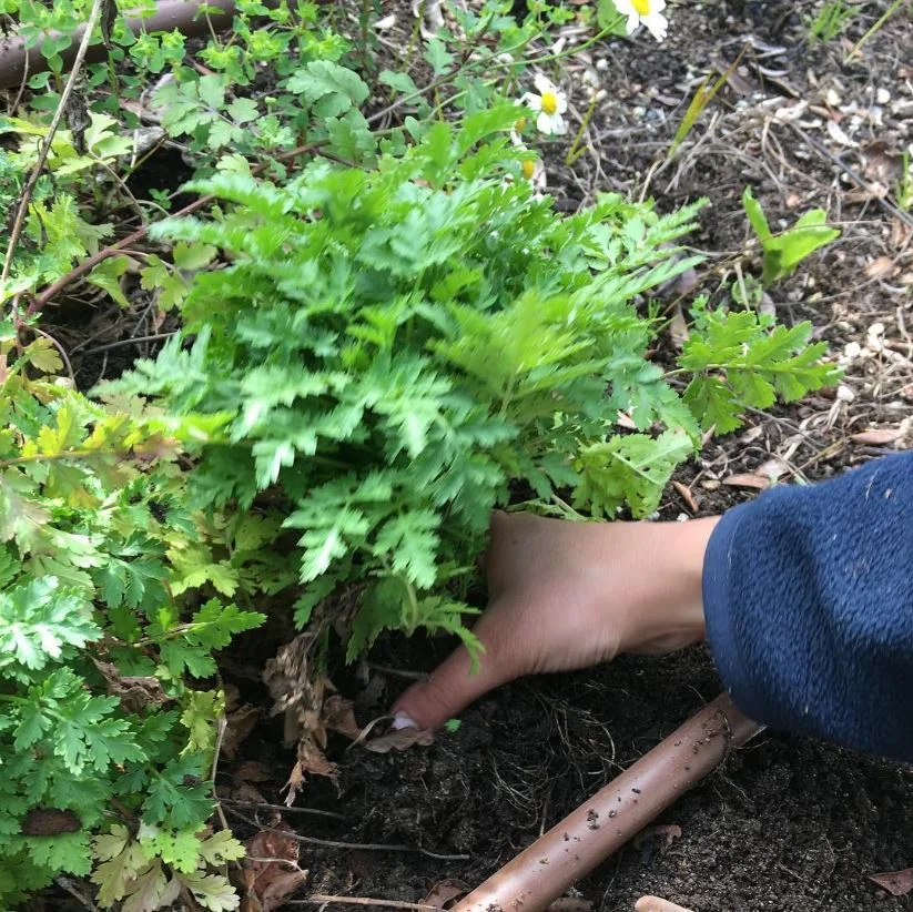  This is an example of a weed better to pull up with your hands 