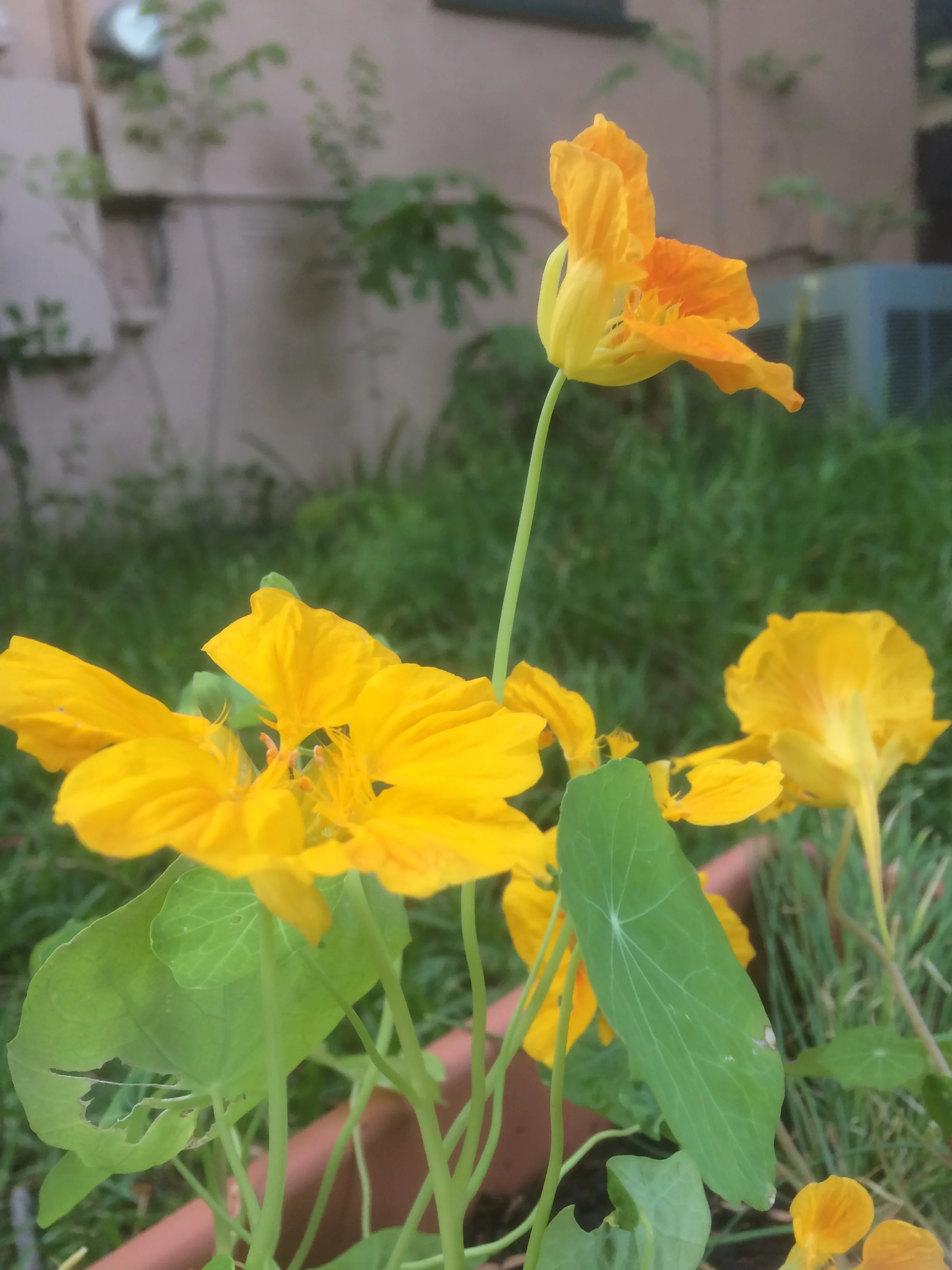  Nasturtiums do great in LA! These were grown in a small plastic planter from Home Depot. They were simple and inexpensive to grow, take up minimal space, and are delicious.    