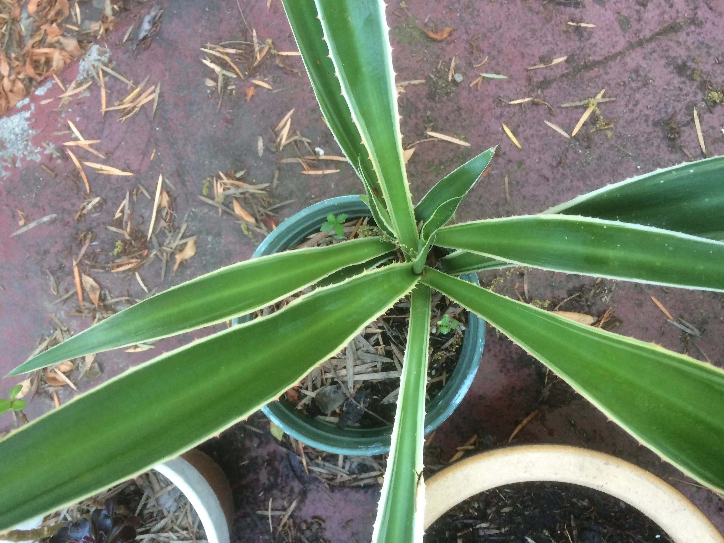  This rare native agave was recently moved to the ground. These agave plants are on the rise, but not very fast. It's up to us to make sure California native plants like this one don't disappear. 