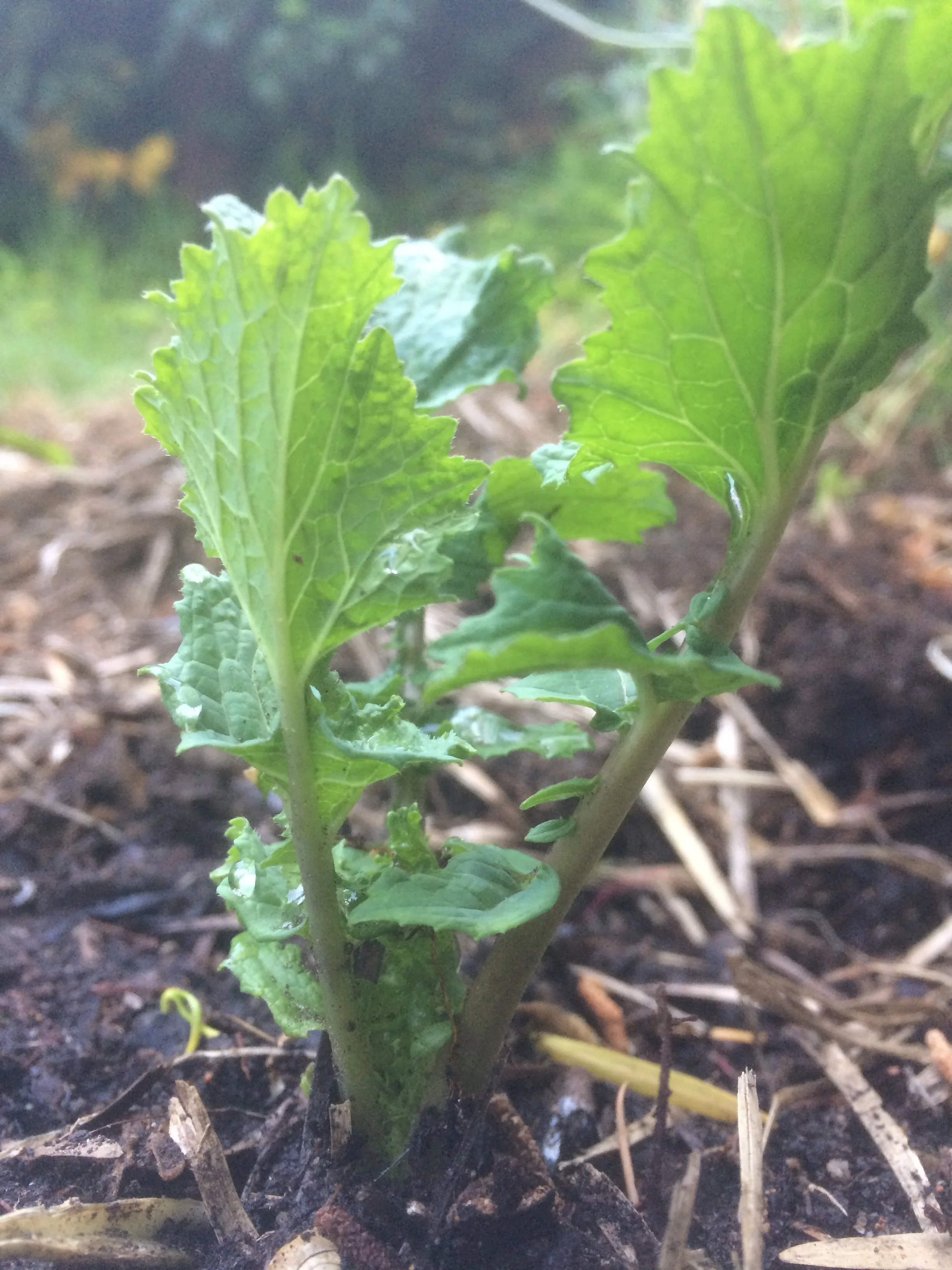  A week ago, this was one of three rotten turnips from the back of the fridge. With some water and compost, these plant will soon provide turnip greens and some un-rotten turnips. Planting uneaten root vegetables is a great way to reduce food waste a