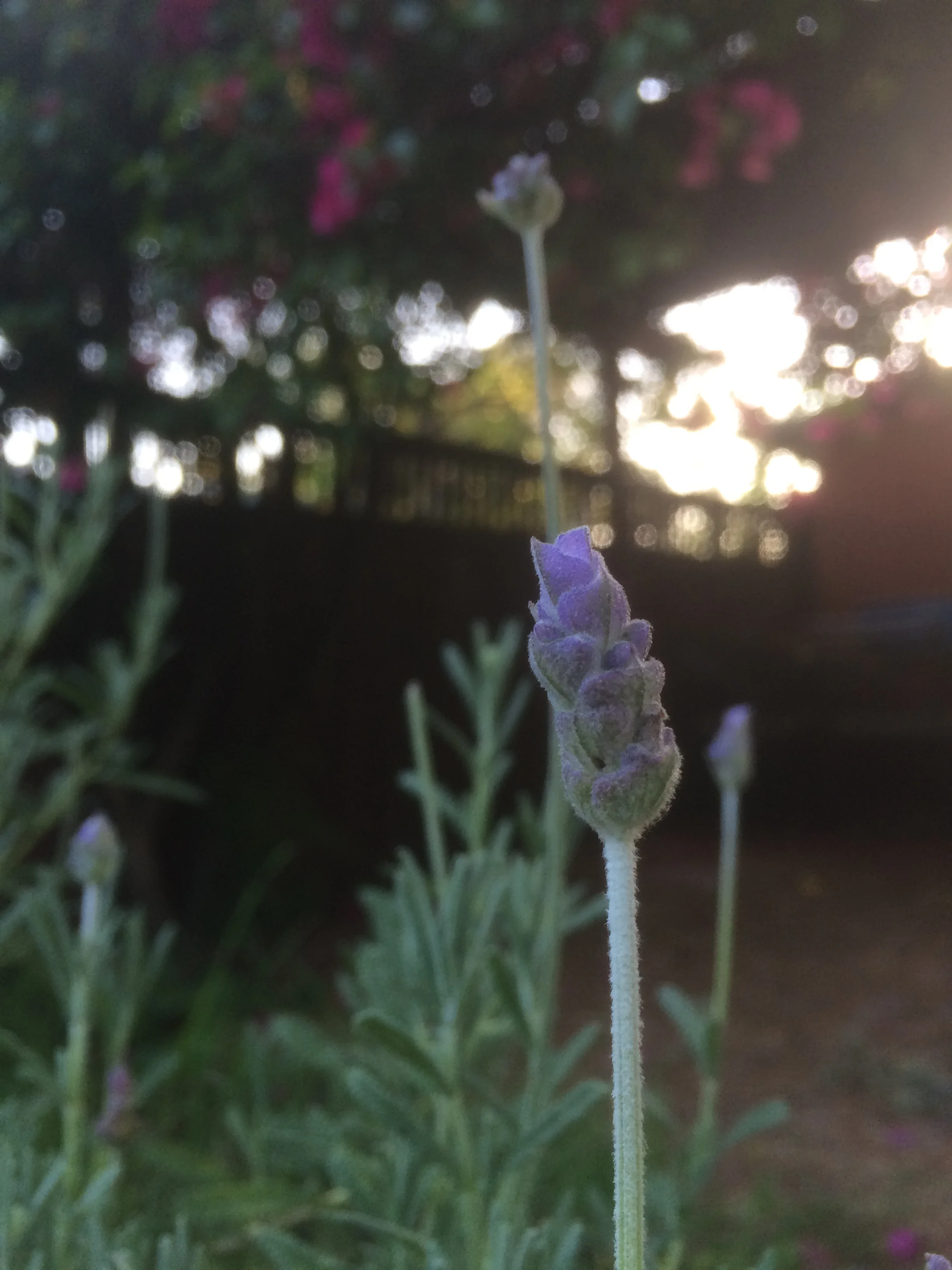  This lavender plant goes crazy every spring. It takes very little care and its flowers make delicious tea, syrup, and even ice cream!  