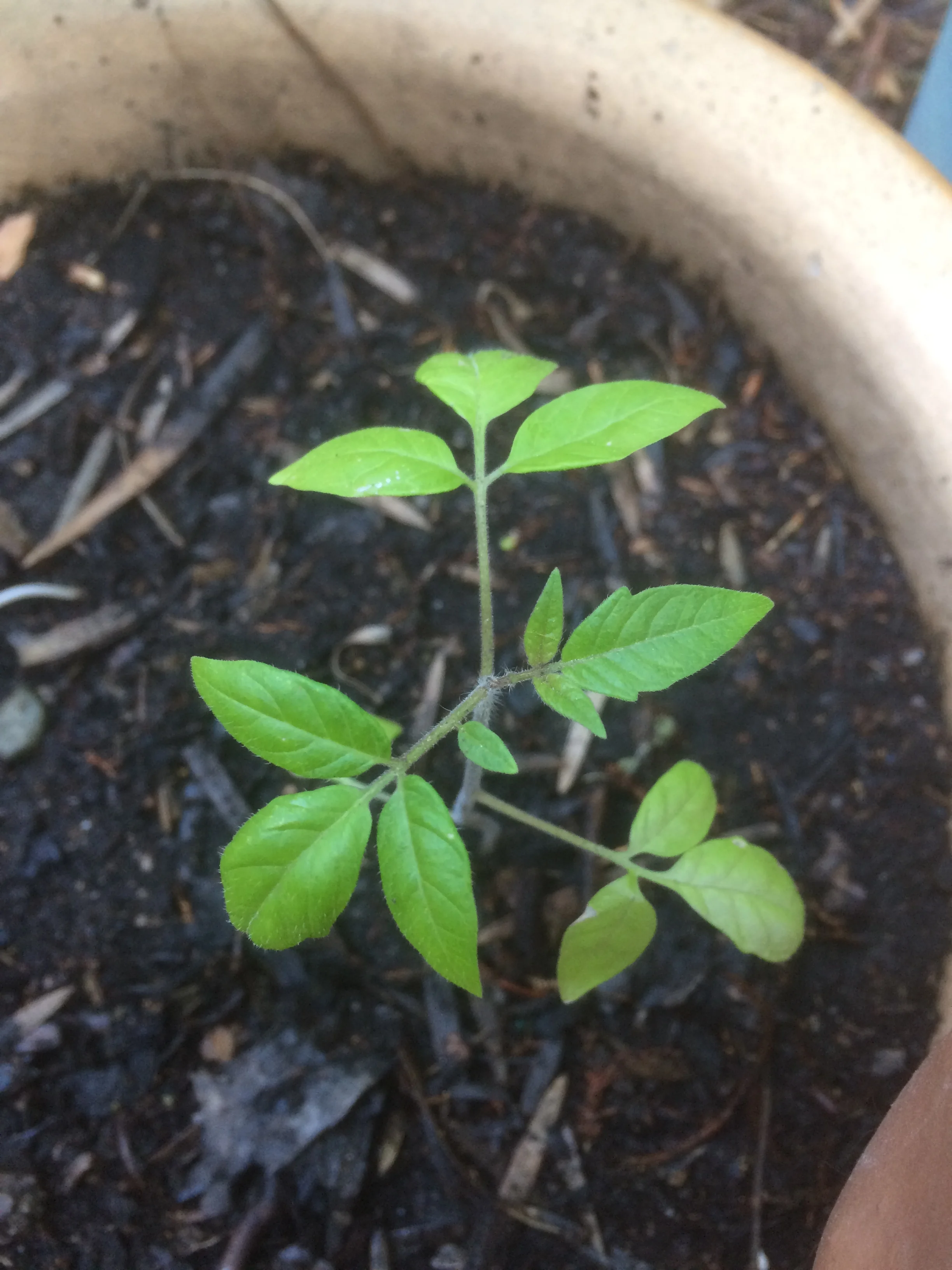 The compost from our kitchen waste nourishes this baby tomato plant. Compost holds water a lot better than your average soil: mine stays moist for more than a week! 