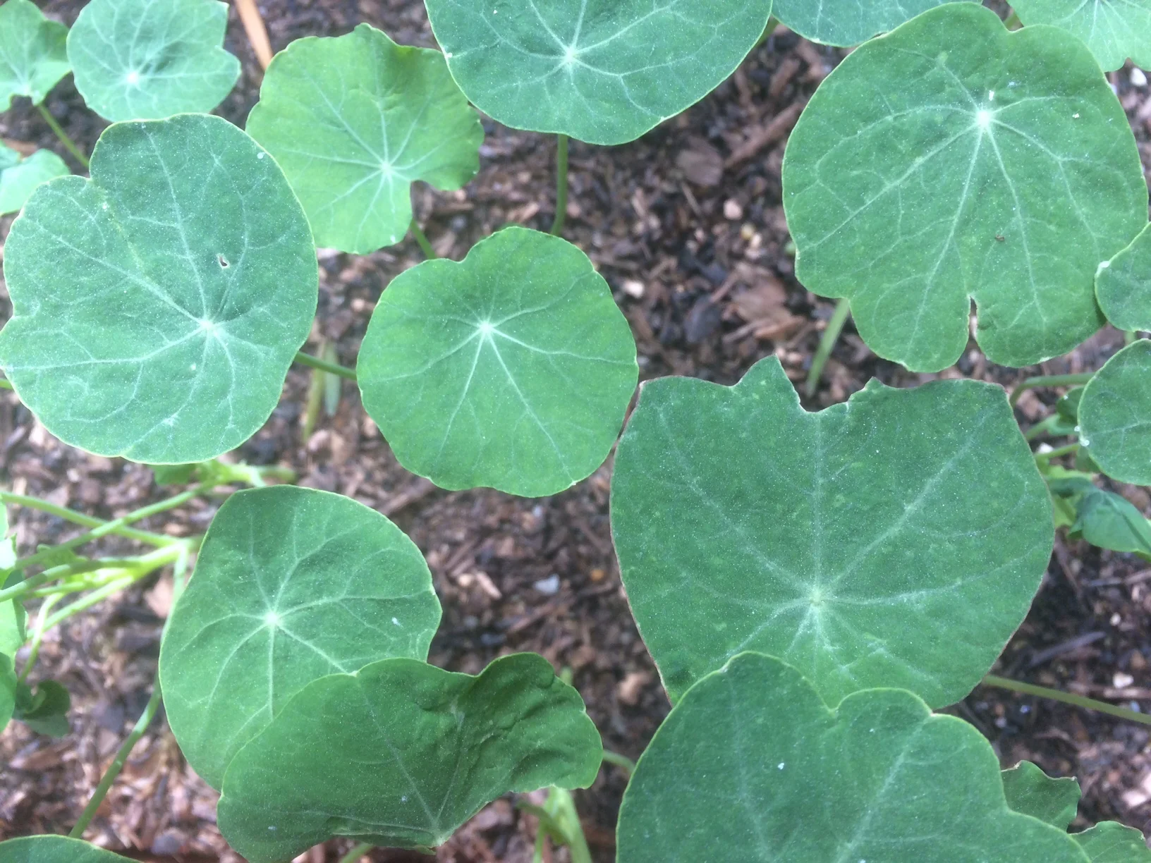 nasturtium leaves.JPG
