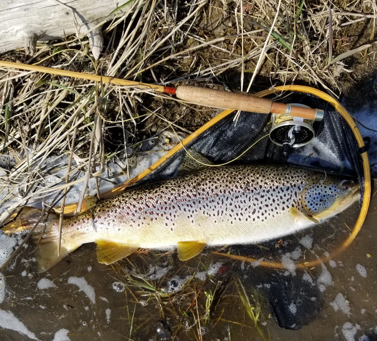 Fish1.April27.Muselmans. 25 in on streamer.jpg