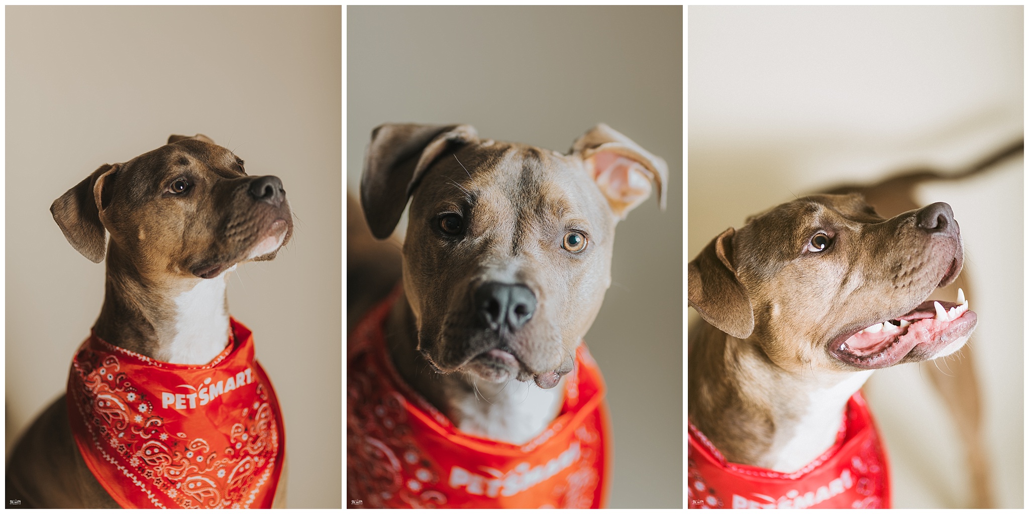 seattleweddingphotography
