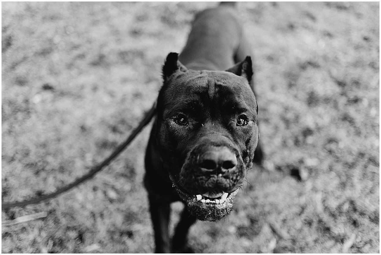 pitbull-puppy-bane-northacres-park-family-session10.jpg