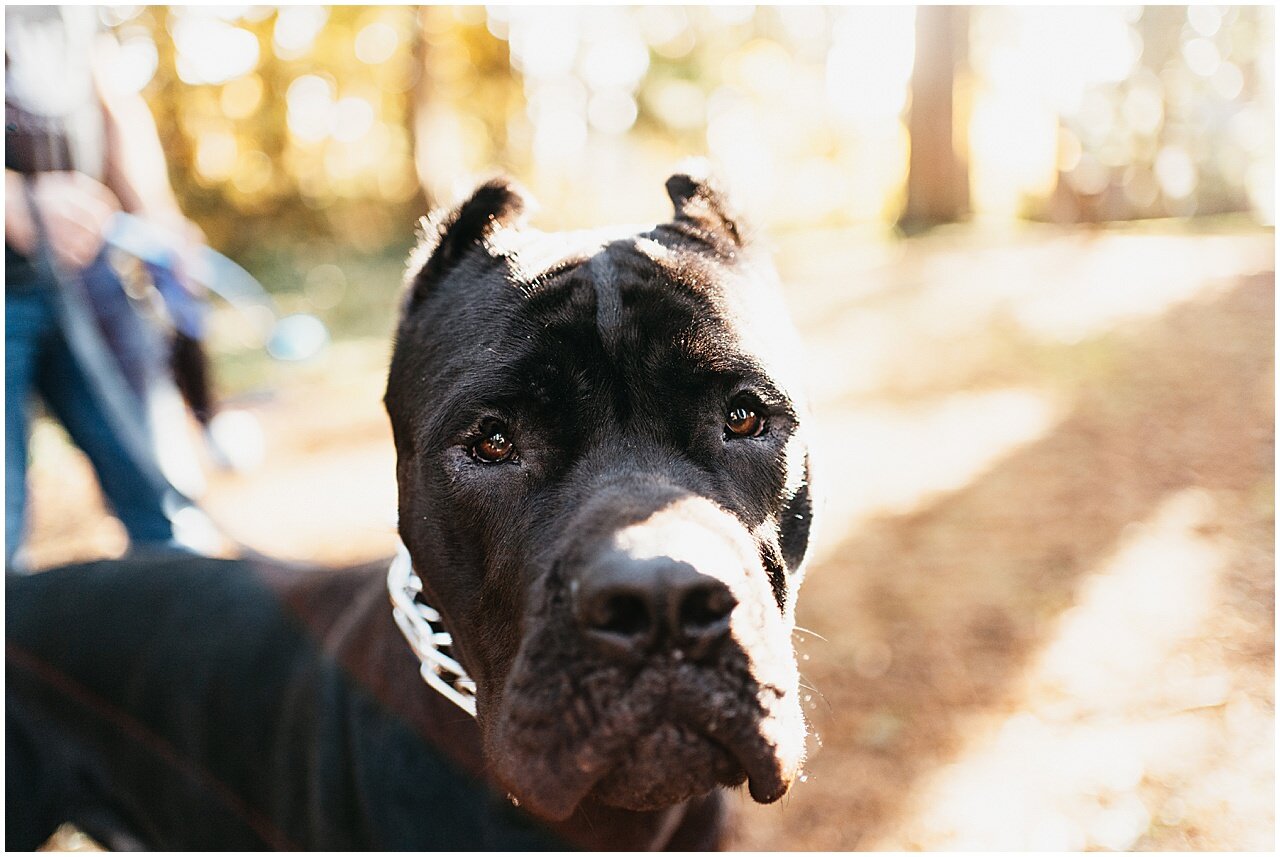 pitbull-puppy-bane-northacres-park-family-session11.jpg