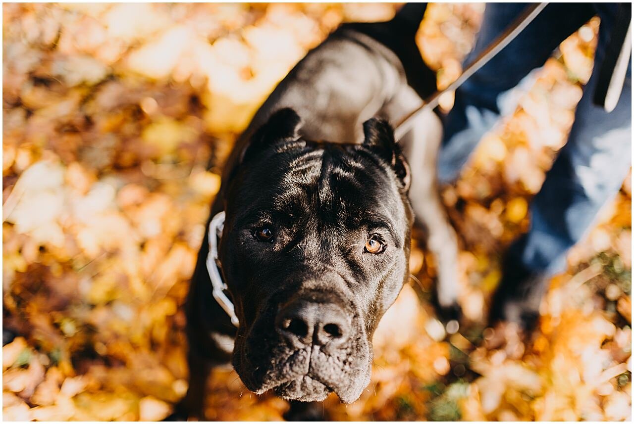 pitbull-puppy-bane-northacres-park-family-session13.jpg