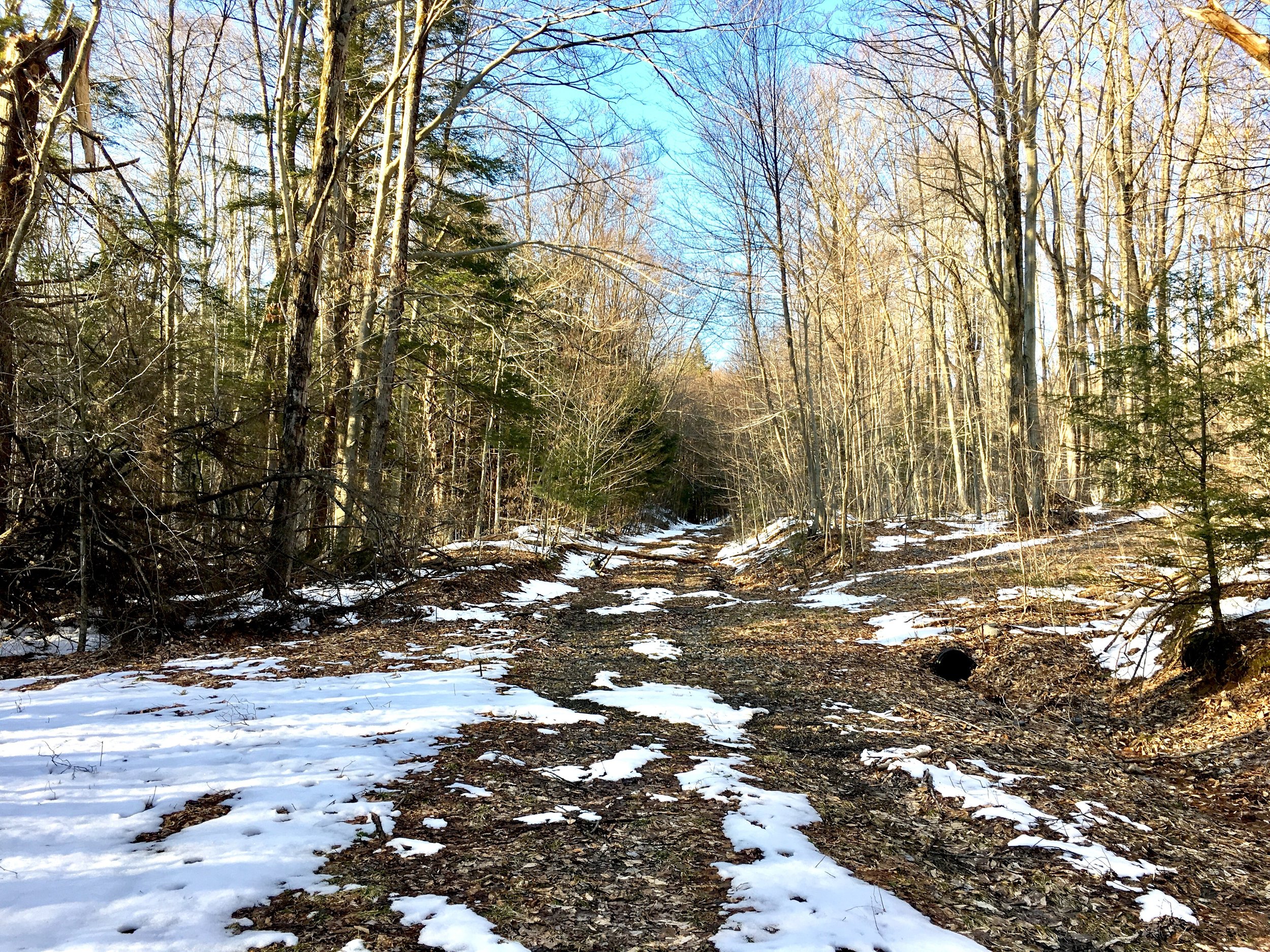 Loyalsock State Forest 2.jpg