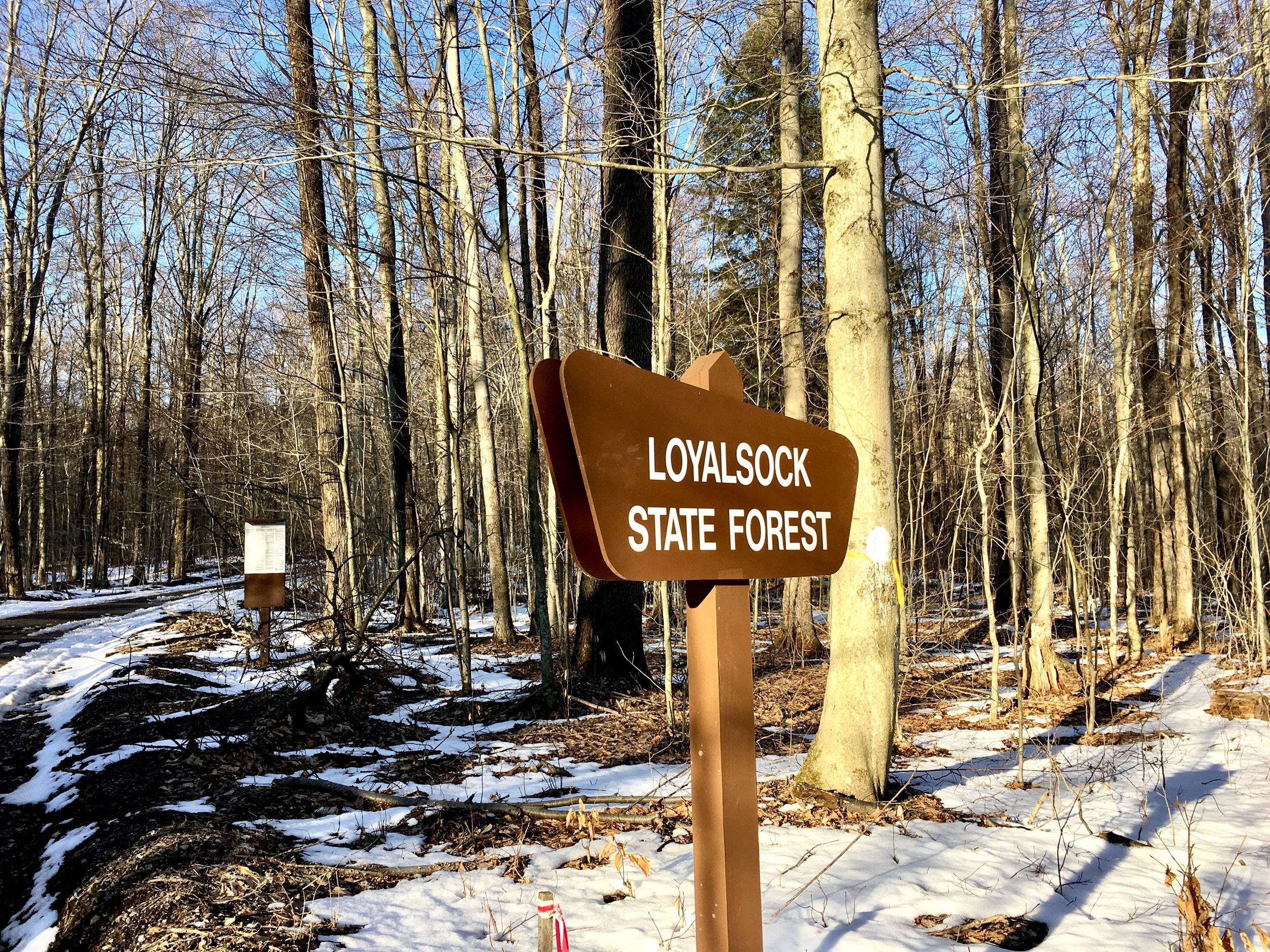 Loyalsock State Forest.jpg