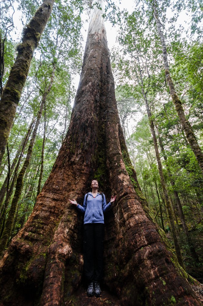 Mt Field National Park UDU.jpg