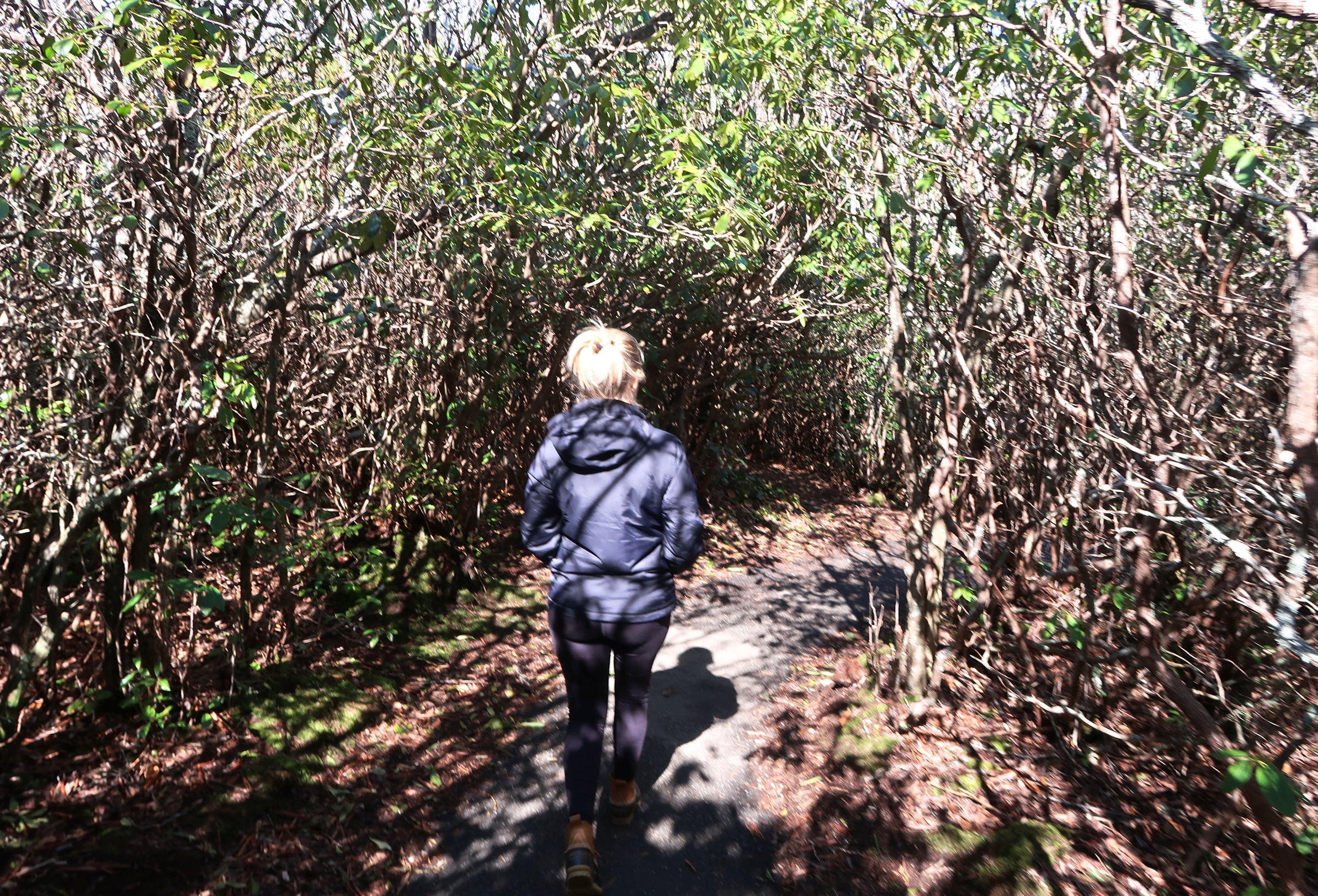 Hiking through the canopies