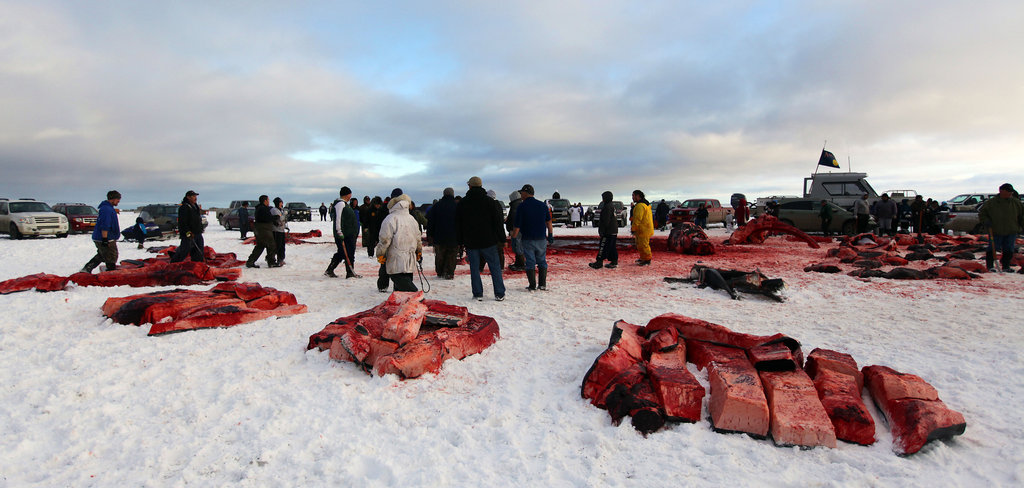 After a hunt, a whale is carved up and divided into shares. http://www.nytimes.com/2011/10/17/us/in-sacred-whale-hunt-eskimos-use-modern-tools.html