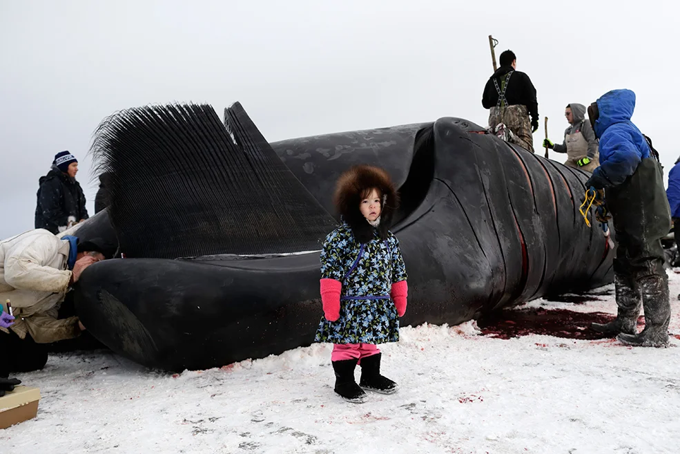 Children of Utqiagvik too small to help are still brought down to the whale, while family members explain the process. AP Photo/Gregory Bull, from http://theweek.com/captured/441203/alaskas-big-catch