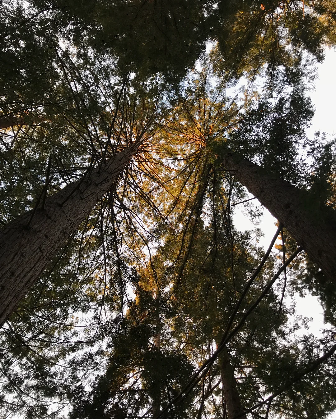 green8.jpg