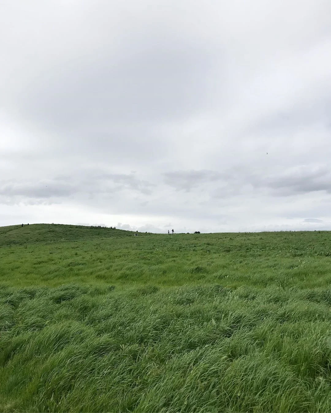 green2.jpg