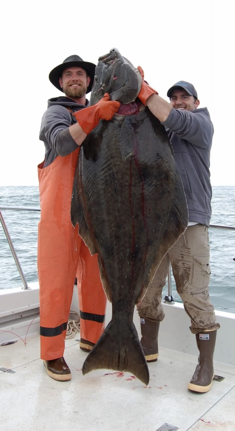 The Halibut Have Arrived!!!