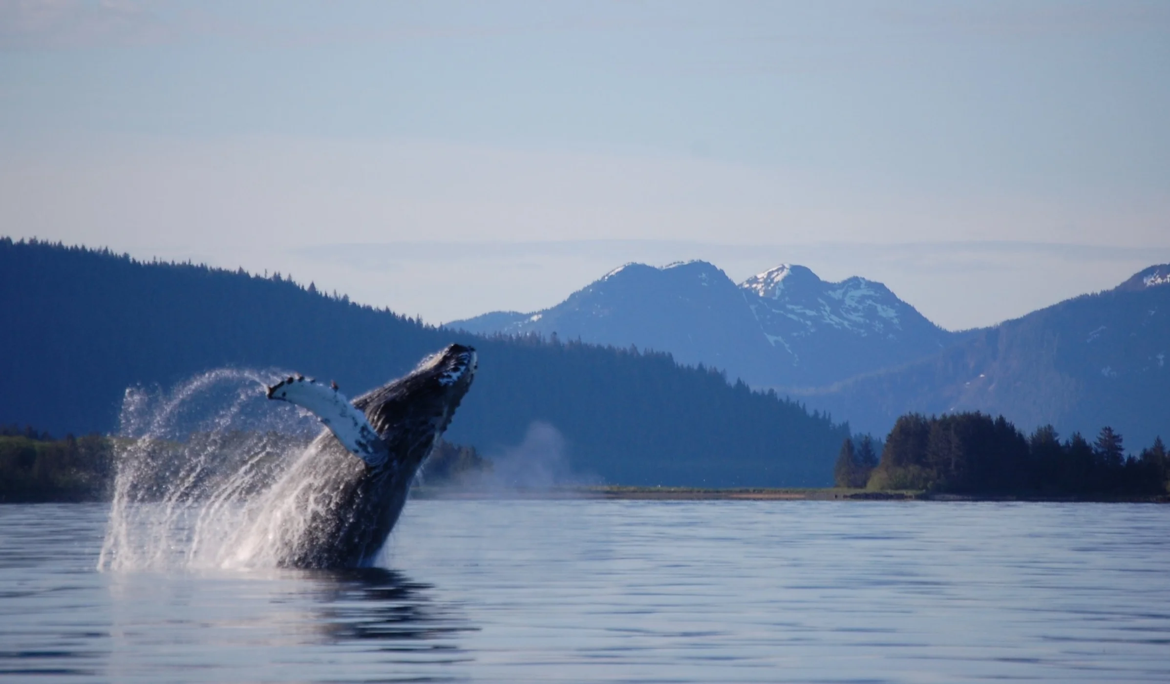 Humpback Whales