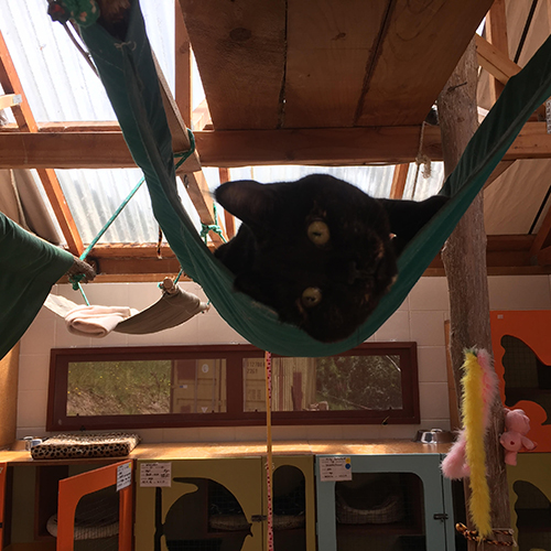 Just hanging around - Mana.