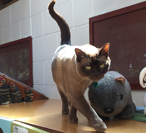 Zimba makes himself at home.