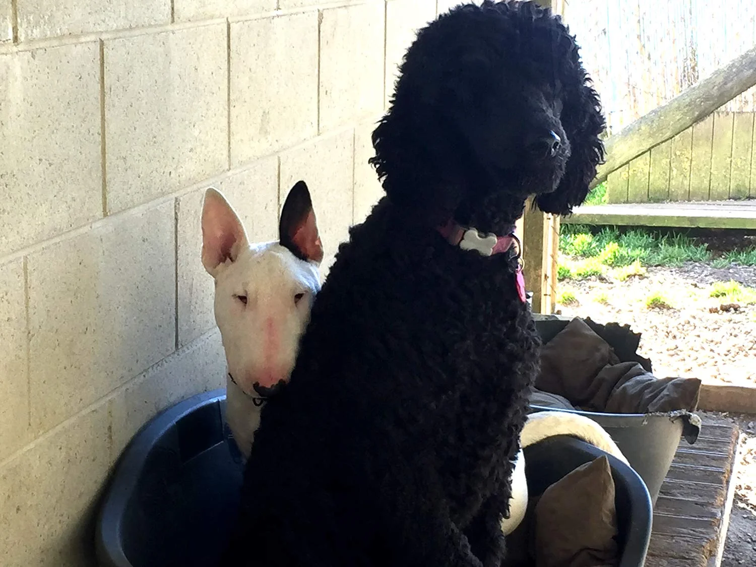 paws inn pet essentials