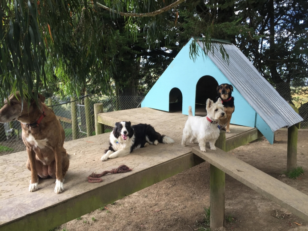 Chilling outside the Playhouse...Frankie, Kimu, Bal and Summer.