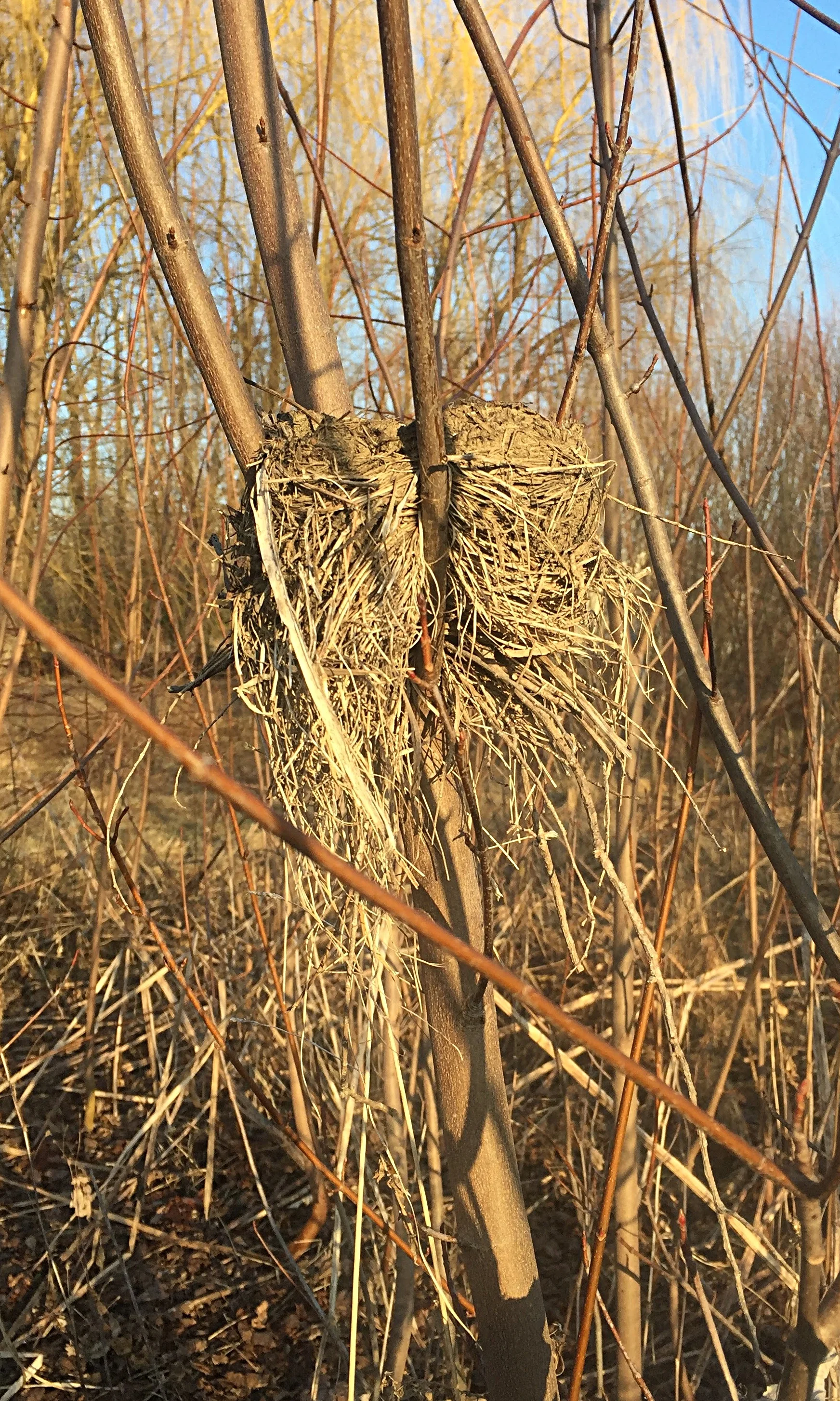 One of "my" treasures I admired on my daily walks.