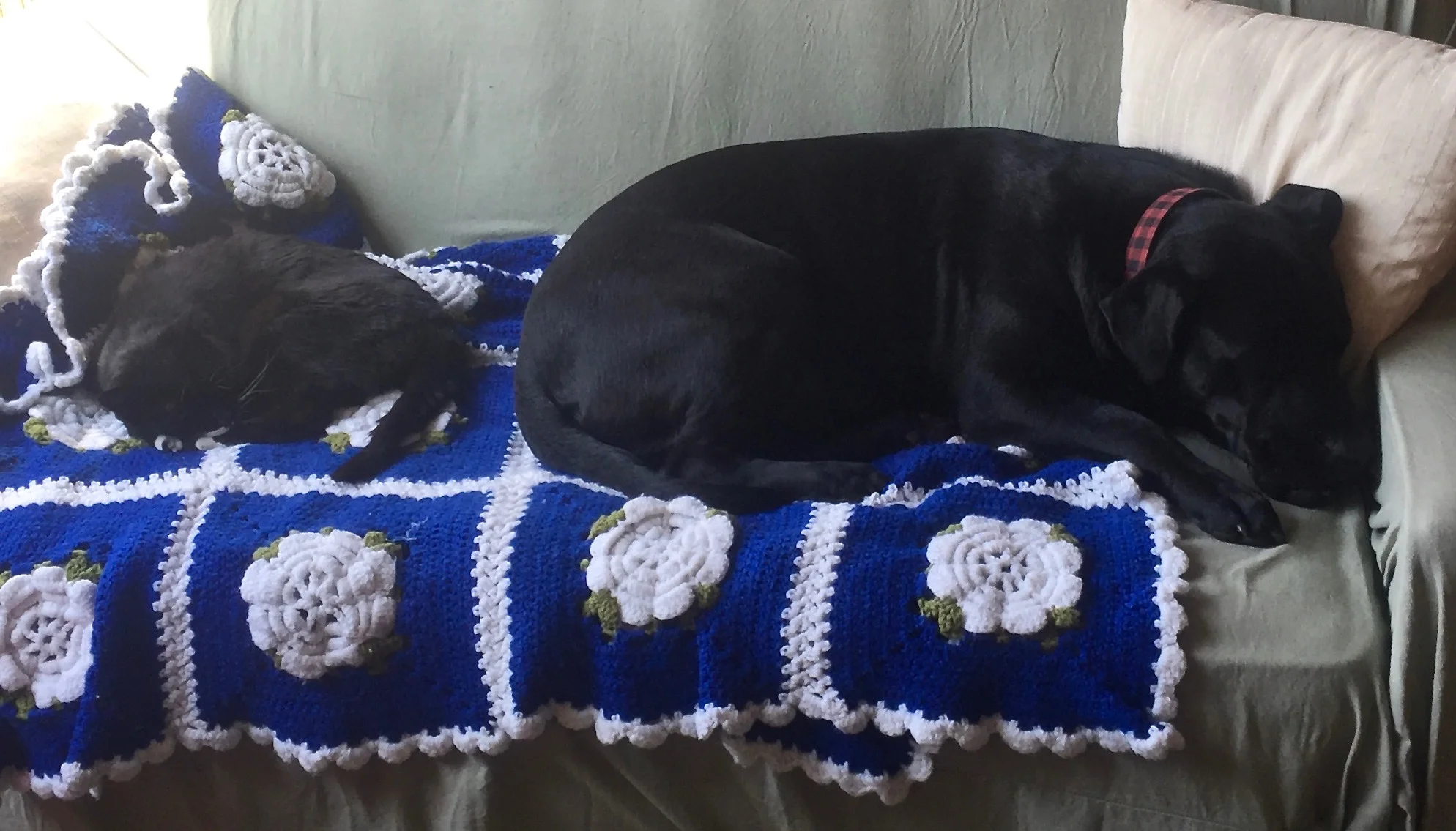 Lilli & Scout, after nearly a year...