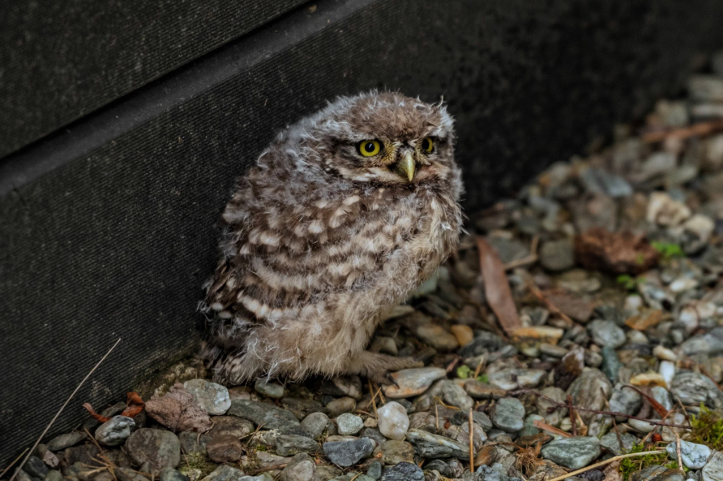 The Owlie, Our First Letter