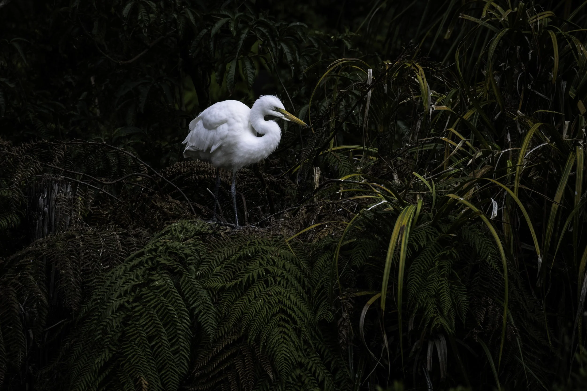 Kōtuku (White Heron) at the White Heron Reserve in Whataroa, New Zealand