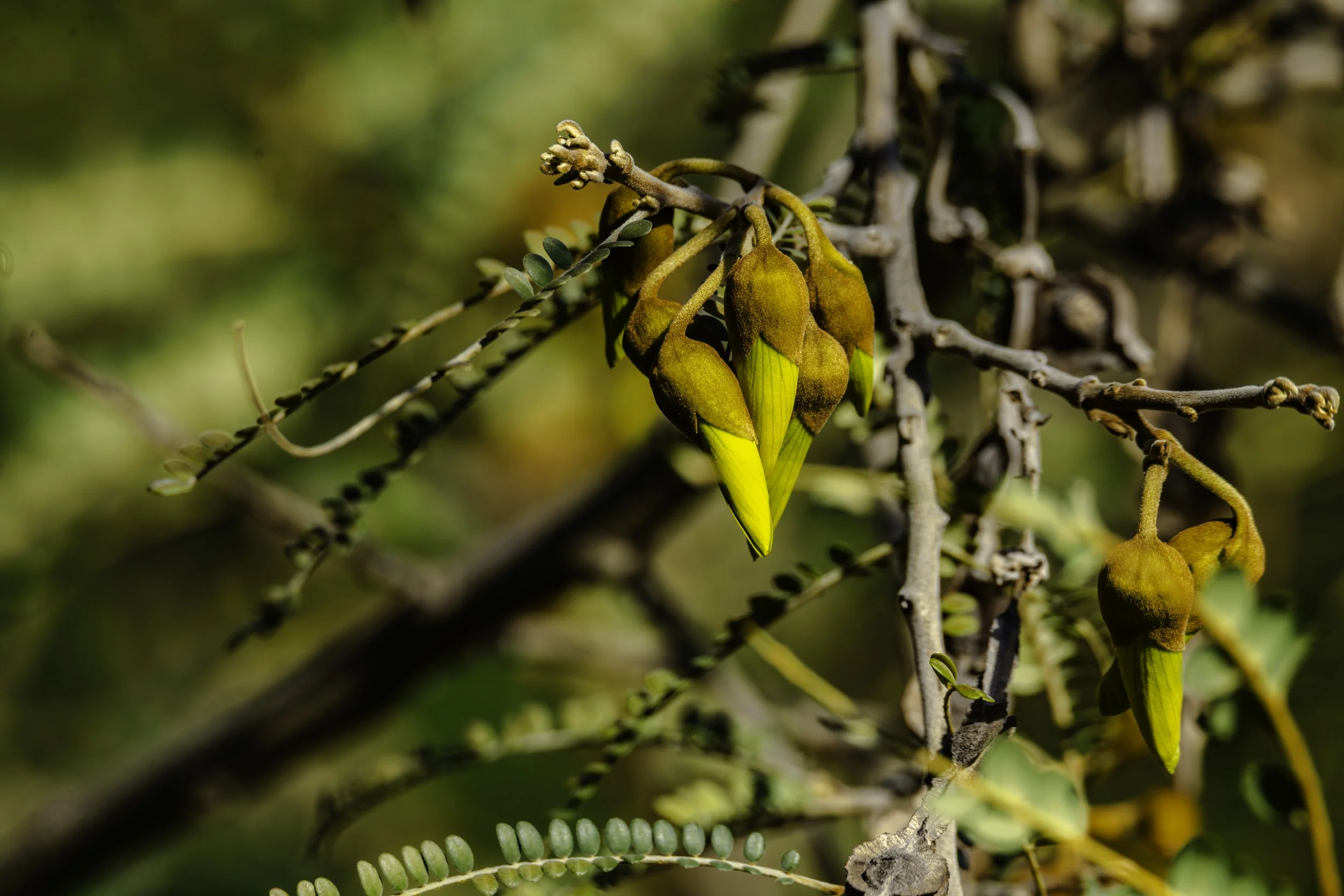 Kōwhau flowers emerging