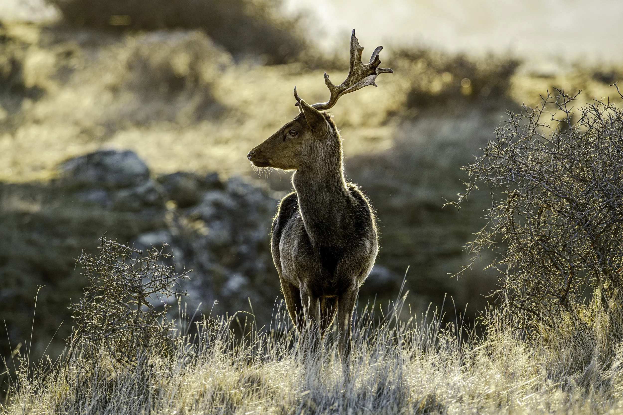 A young stag poses in the late winter afternoon sun, Queenstown region, New Zealand