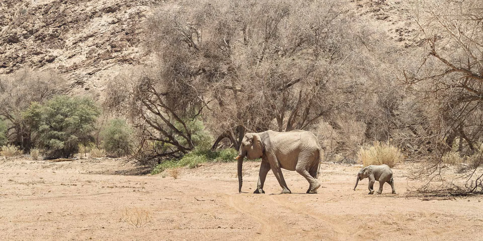 Desert Elephant a few kilometers east of White Lady Lodge, Ugab River.