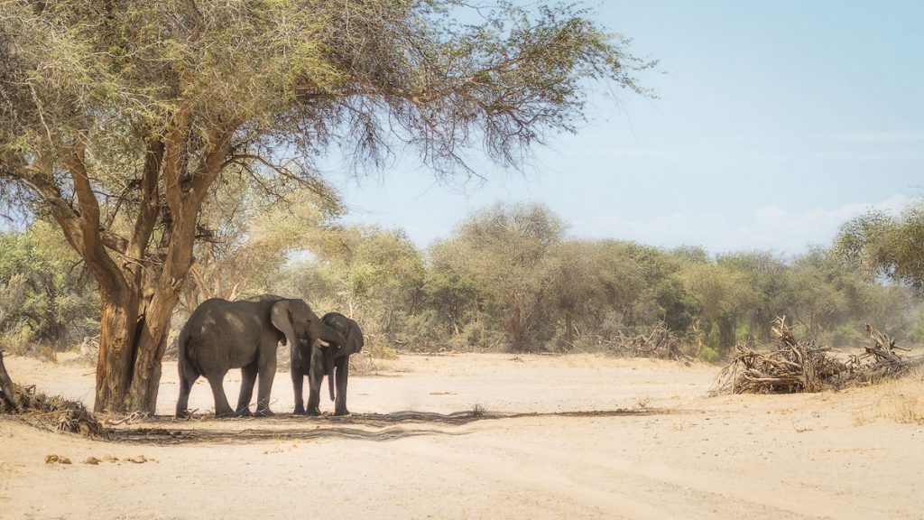 Desert Elephants of the Huab River, Namibia