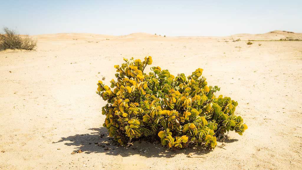 Nowhere to Hide – A succulent plant withstanding the Namib sun.