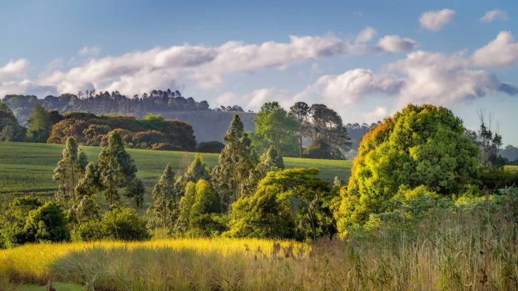Intimate Landscape