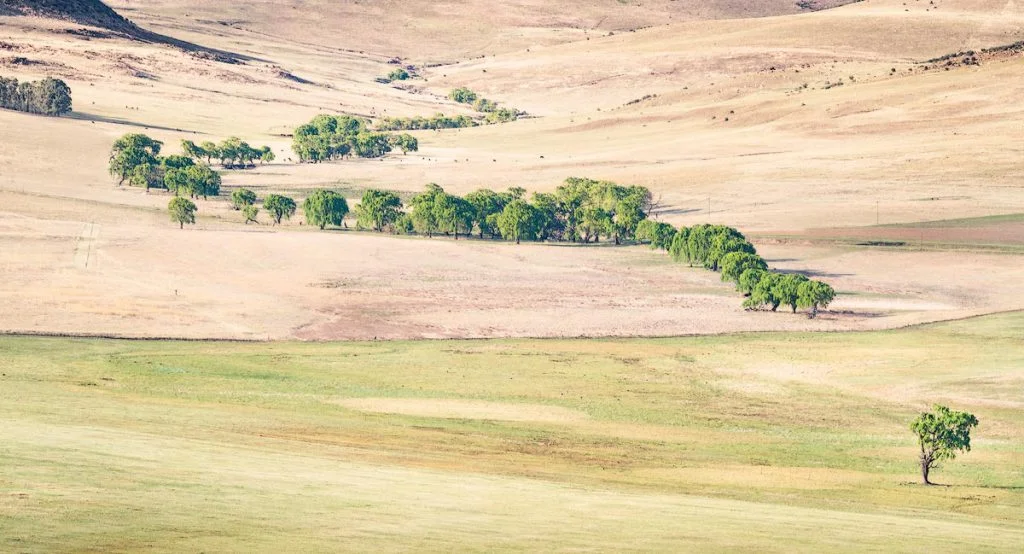 A Vein of Willow Trees