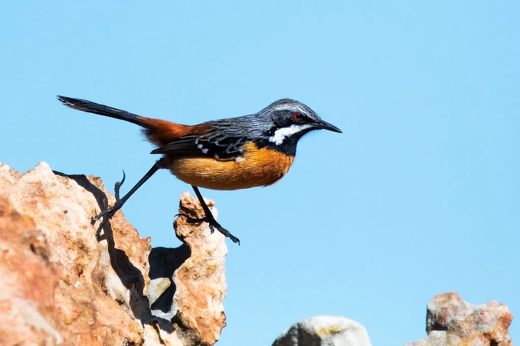 Drakensberg Rock Hopper (Photo By: Mart-Mari Duvenhage)