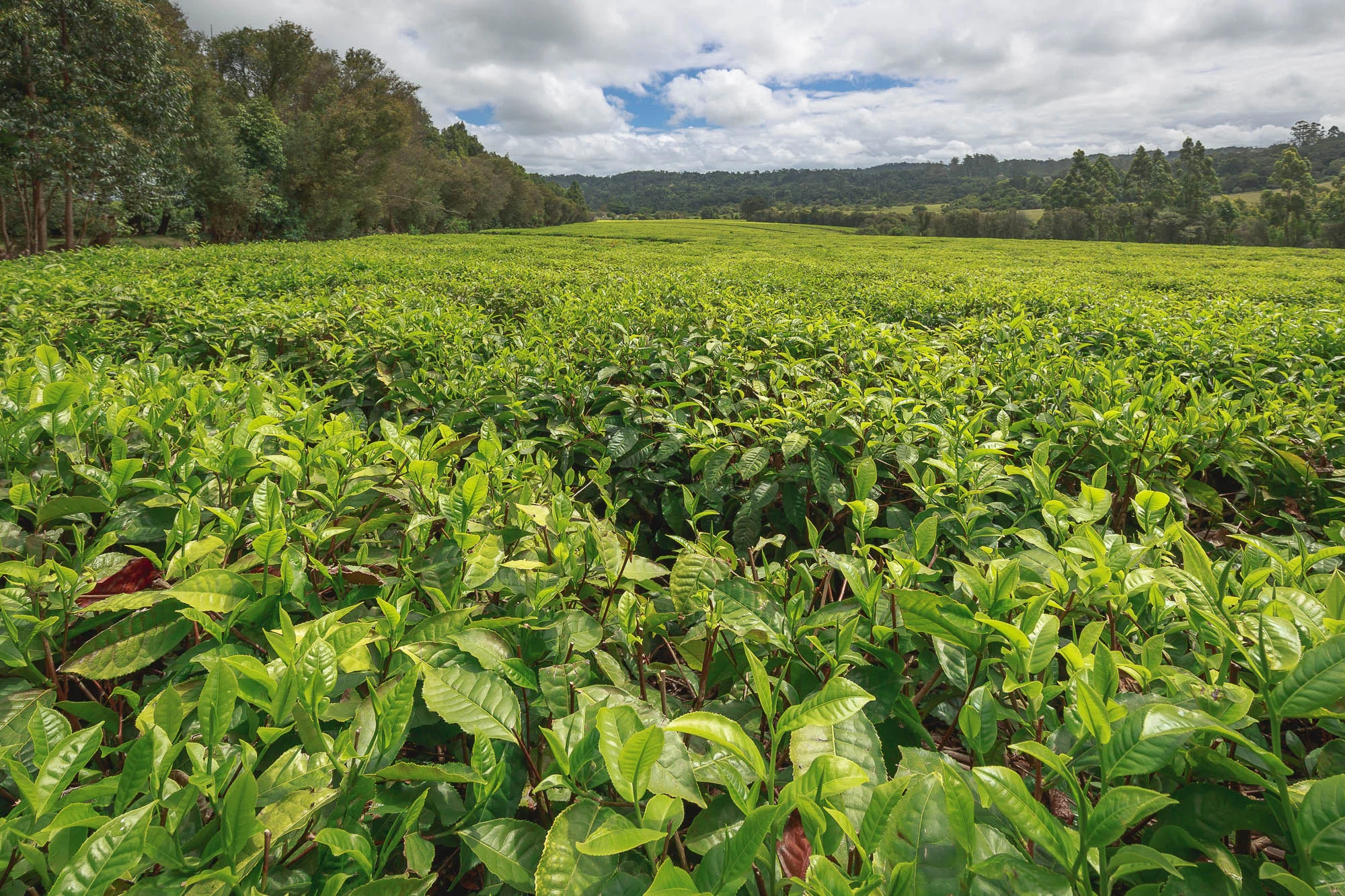One of the many Magwa tea plantations.