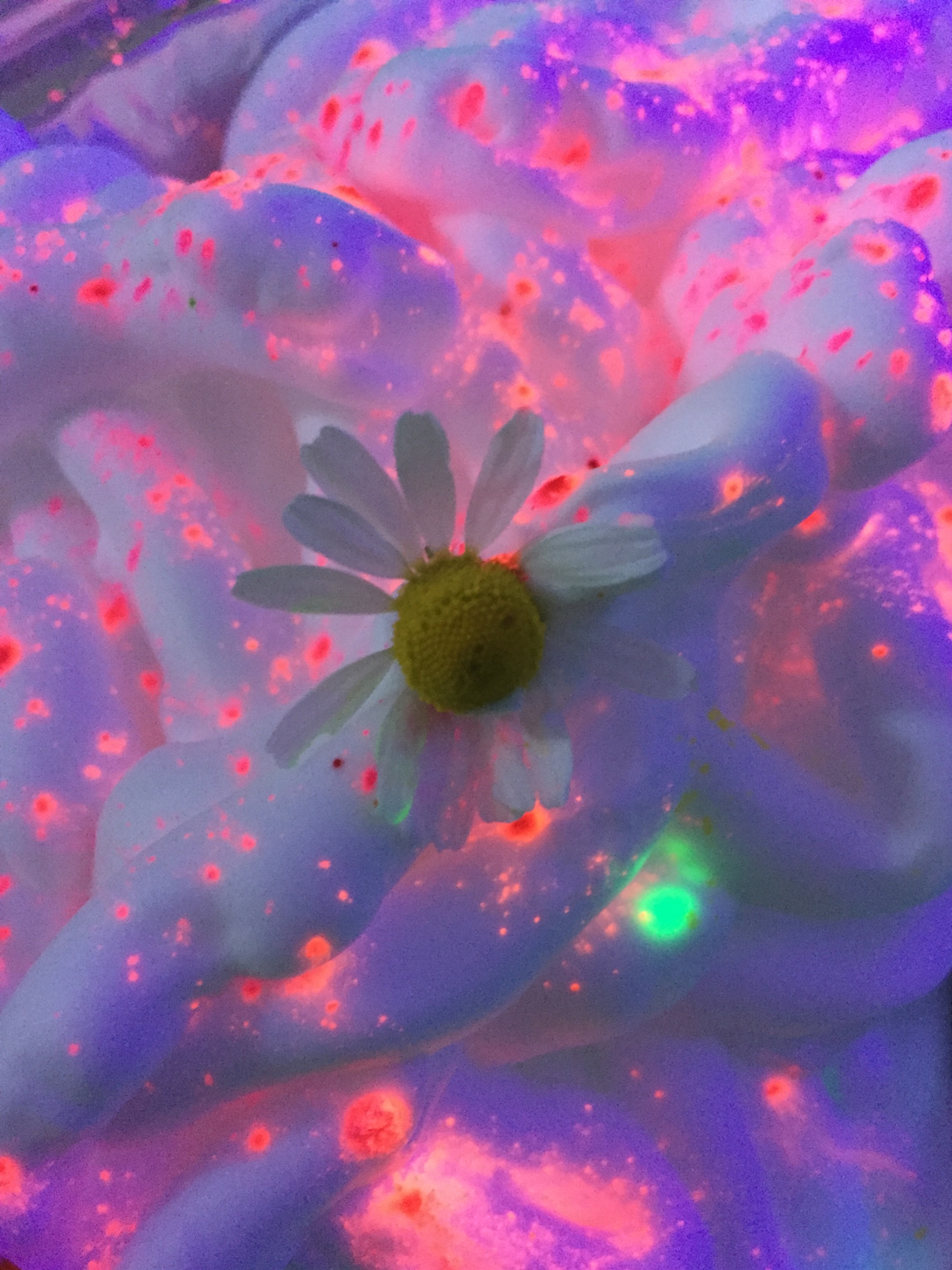Blacklit Garden , 2016