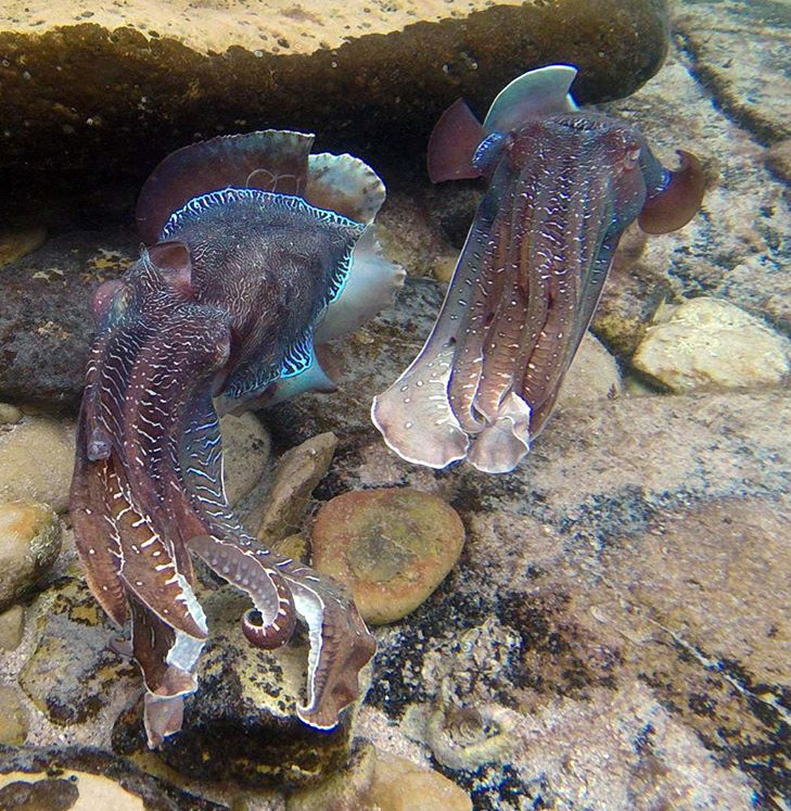 And what we all came for… the pulsating, irredescent mating displays of the Giant Cuttlefish; Sepia Apama. For this part of the journey the artists and musicians were cast in the role of the audience for an incredible and inspirational performance. Viewed through the rectangular glass lens of goggles, the effect was as if viewing the spectacle through a screen while being fully immersed in their world, cold water ocassionally seeping through the 7” wetsuits to remind us where we were; within a surreal waterscape surrounded by bioluminescent colour flashing shapeshifters with alien intelligence; a virtual virtual reality experience that was hyper real! Photo by Joyce Hinterding