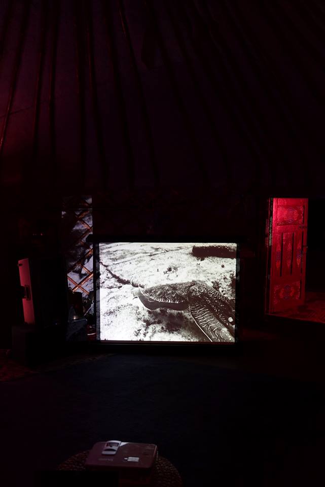 Yurting XIV; Night of the Cuttlefish The Yurtings are a series of music and performance events held in a 7 metre diameter Yurt in a warehouse in Brunswick East, Melbourne. The Night of the Cuttlefish was an outcome of an artist field trip organised by Lichen Kelp for Forum of Sensory Motion to witness the mating displays of the Giant Cuttlefish in Whyalla, South Australia in 2018. Performances by participating artists Jannah Quill, David Haines, Joyce Hinterding and Kelp D/J. Pictured; video still from David Haines and Joyce Hinterding live video performance.
