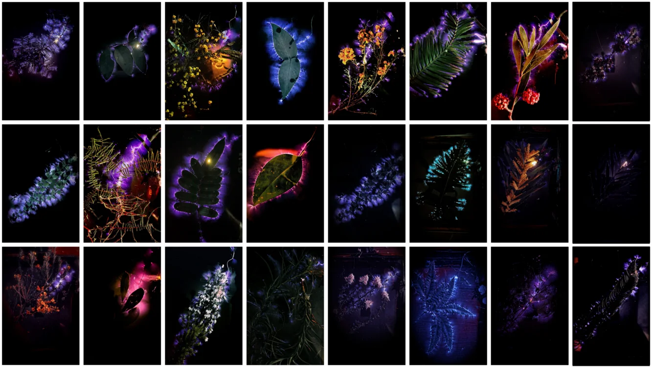 David Haines, Kirlian Plant Photography http://www.haineshinterding.net/category/haines/