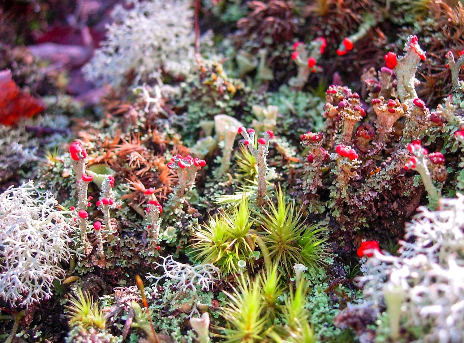 Lichen Theory - Berlin How LSD helped this scientist discover lichens Derek Woods - Terraforming event and podcast Radical lichenology